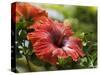 Red Hibiscus Flowers, Costa Rica, Central America-R H Productions-Stretched Canvas