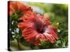 Red Hibiscus Flowers, Costa Rica, Central America-R H Productions-Stretched Canvas