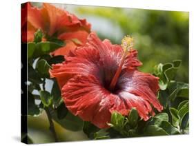 Red Hibiscus Flowers, Costa Rica, Central America-R H Productions-Stretched Canvas