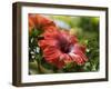 Red Hibiscus Flowers, Costa Rica, Central America-R H Productions-Framed Photographic Print