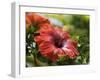 Red Hibiscus Flowers, Costa Rica, Central America-R H Productions-Framed Photographic Print