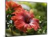 Red Hibiscus Flowers, Costa Rica, Central America-R H Productions-Mounted Photographic Print