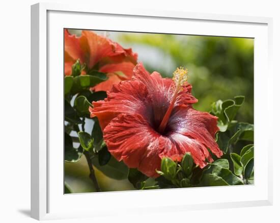 Red Hibiscus Flowers, Costa Rica, Central America-R H Productions-Framed Photographic Print