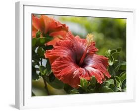 Red Hibiscus Flowers, Costa Rica, Central America-R H Productions-Framed Photographic Print