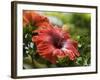 Red Hibiscus Flowers, Costa Rica, Central America-R H Productions-Framed Photographic Print