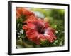 Red Hibiscus Flowers, Costa Rica, Central America-R H Productions-Framed Photographic Print