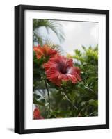 Red Hibiscus Flowers, Costa Rica, Central America-R H Productions-Framed Photographic Print