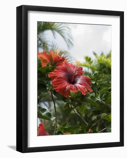 Red Hibiscus Flowers, Costa Rica, Central America-R H Productions-Framed Photographic Print