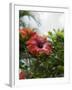 Red Hibiscus Flowers, Costa Rica, Central America-R H Productions-Framed Photographic Print