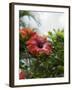 Red Hibiscus Flowers, Costa Rica, Central America-R H Productions-Framed Photographic Print