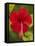 Red Hibiscus, Hibiscus Rosa-Sinensis, Belize-William Sutton-Framed Stretched Canvas