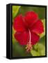 Red Hibiscus, Hibiscus Rosa-Sinensis, Belize-William Sutton-Framed Stretched Canvas