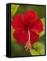 Red Hibiscus, Hibiscus Rosa-Sinensis, Belize-William Sutton-Framed Stretched Canvas