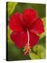 Red Hibiscus, Hibiscus Rosa-Sinensis, Belize-William Sutton-Stretched Canvas