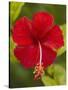 Red Hibiscus, Hibiscus Rosa-Sinensis, Belize-William Sutton-Stretched Canvas