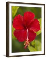 Red Hibiscus, Hibiscus Rosa-Sinensis, Belize-William Sutton-Framed Premium Photographic Print
