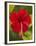 Red Hibiscus, Hibiscus Rosa-Sinensis, Belize-William Sutton-Framed Premium Photographic Print