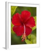 Red Hibiscus, Hibiscus Rosa-Sinensis, Belize-William Sutton-Framed Premium Photographic Print