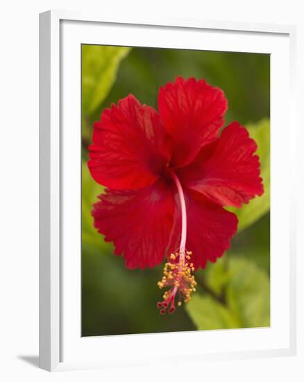 Red Hibiscus, Hibiscus Rosa-Sinensis, Belize-William Sutton-Framed Premium Photographic Print