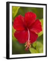 Red Hibiscus, Hibiscus Rosa-Sinensis, Belize-William Sutton-Framed Premium Photographic Print