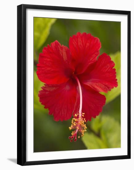 Red Hibiscus, Hibiscus Rosa-Sinensis, Belize-William Sutton-Framed Premium Photographic Print