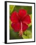 Red Hibiscus, Hibiscus Rosa-Sinensis, Belize-William Sutton-Framed Premium Photographic Print