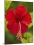 Red Hibiscus, Hibiscus Rosa-Sinensis, Belize-William Sutton-Mounted Premium Photographic Print