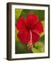 Red Hibiscus, Hibiscus Rosa-Sinensis, Belize-William Sutton-Framed Photographic Print