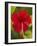 Red Hibiscus, Hibiscus Rosa-Sinensis, Belize-William Sutton-Framed Photographic Print