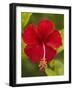 Red Hibiscus, Hibiscus Rosa-Sinensis, Belize-William Sutton-Framed Photographic Print