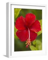 Red Hibiscus, Hibiscus Rosa-Sinensis, Belize-William Sutton-Framed Photographic Print