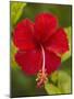 Red Hibiscus, Hibiscus Rosa-Sinensis, Belize-William Sutton-Mounted Photographic Print