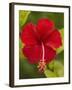 Red Hibiscus, Hibiscus Rosa-Sinensis, Belize-William Sutton-Framed Photographic Print