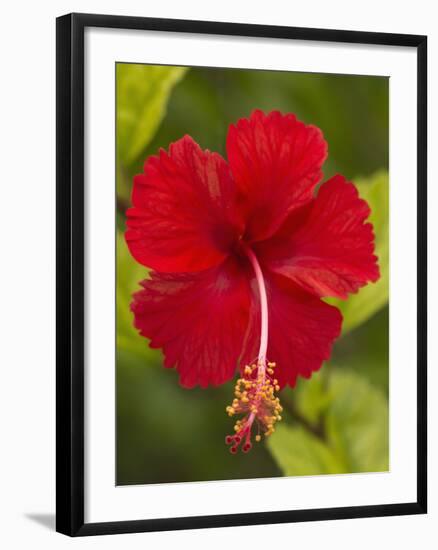 Red Hibiscus, Hibiscus Rosa-Sinensis, Belize-William Sutton-Framed Photographic Print