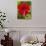 Red Hibiscus, Hibiscus Rosa-Sinensis, Belize-William Sutton-Photographic Print displayed on a wall