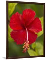 Red Hibiscus, Hibiscus Rosa-Sinensis, Belize-William Sutton-Framed Photographic Print