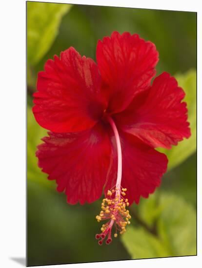 Red Hibiscus, Hibiscus Rosa-Sinensis, Belize-William Sutton-Mounted Photographic Print