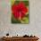 Red Hibiscus, Hibiscus Rosa-Sinensis, Belize-William Sutton-Photographic Print displayed on a wall