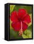 Red Hibiscus, Hibiscus Rosa-Sinensis, Belize-William Sutton-Framed Stretched Canvas