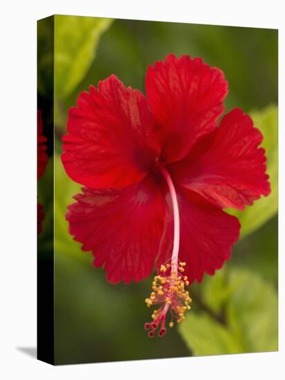 Red Hibiscus, Hibiscus Rosa-Sinensis, Belize-William Sutton-Stretched Canvas