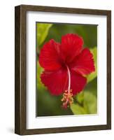 Red Hibiscus, Hibiscus Rosa-Sinensis, Belize-William Sutton-Framed Photographic Print