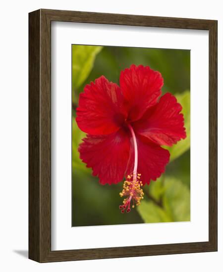 Red Hibiscus, Hibiscus Rosa-Sinensis, Belize-William Sutton-Framed Photographic Print