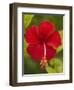 Red Hibiscus, Hibiscus Rosa-Sinensis, Belize-William Sutton-Framed Photographic Print