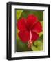 Red Hibiscus, Hibiscus Rosa-Sinensis, Belize-William Sutton-Framed Photographic Print