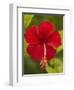 Red Hibiscus, Hibiscus Rosa-Sinensis, Belize-William Sutton-Framed Photographic Print