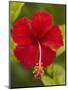 Red Hibiscus, Hibiscus Rosa-Sinensis, Belize-William Sutton-Mounted Photographic Print