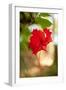 Red Hibiscus-Erin Berzel-Framed Art Print