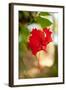 Red Hibiscus-Erin Berzel-Framed Art Print