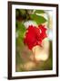 Red Hibiscus-Erin Berzel-Framed Art Print