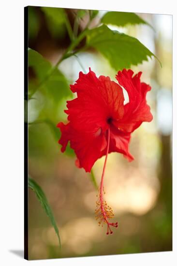 Red Hibiscus-Erin Berzel-Stretched Canvas